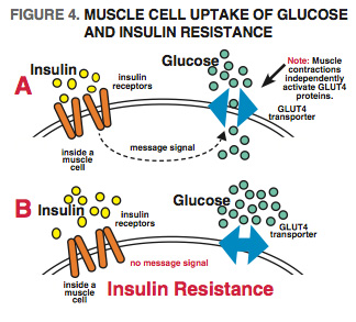 Muscle Cell Uptake