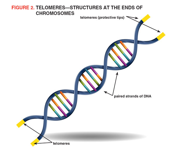 Figure 2. Telomeres