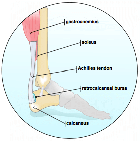 The Achilles Tendon - IDEA Health & Fitness Association