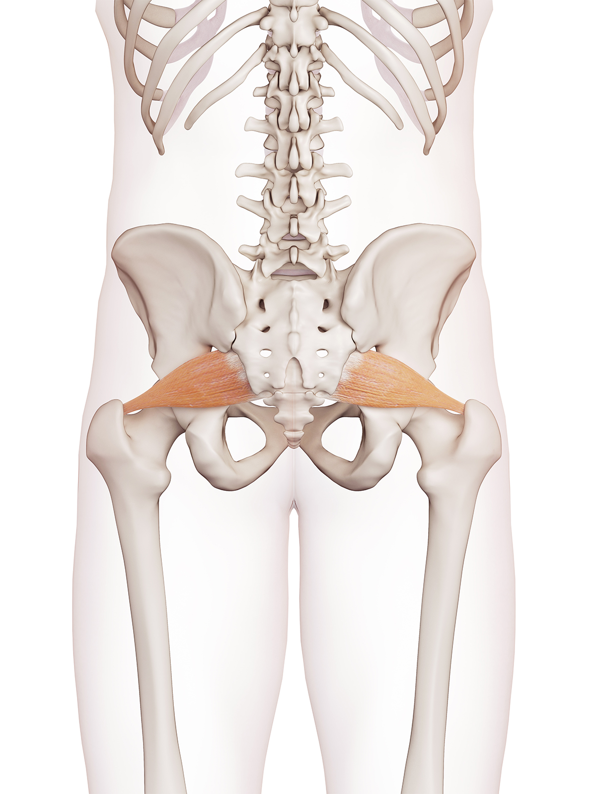 Piriformis muscles