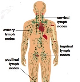 Lymph