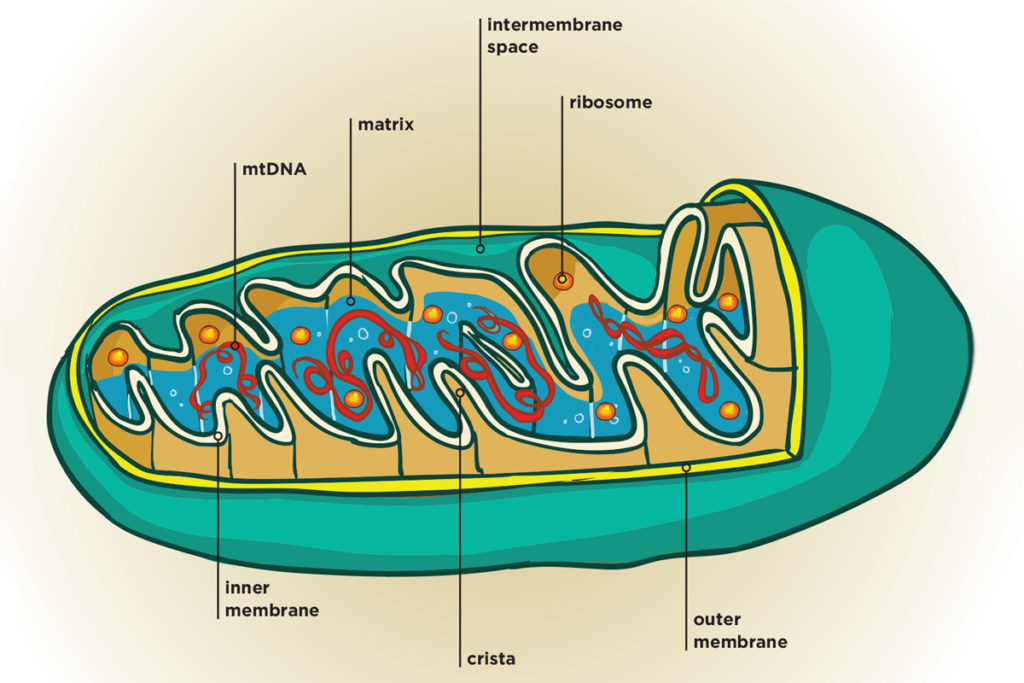 Diagram of the mitochondria