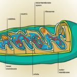 Diagram of the mitochondria