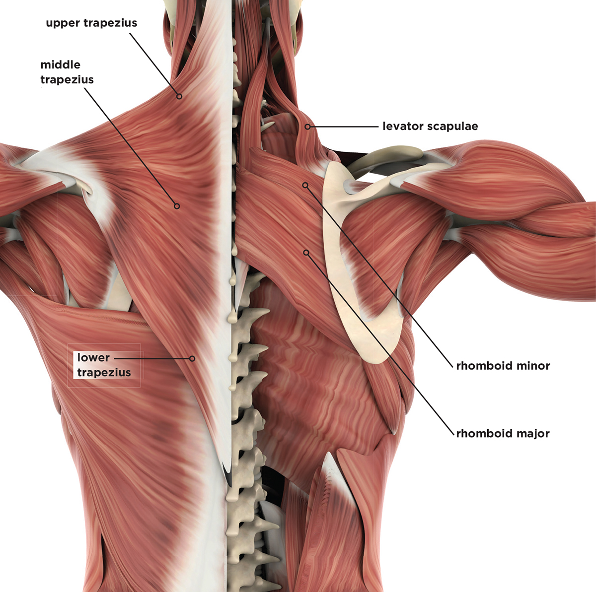 Shoulder the Load: Mechanics and Programming for Shoulders - IDEA