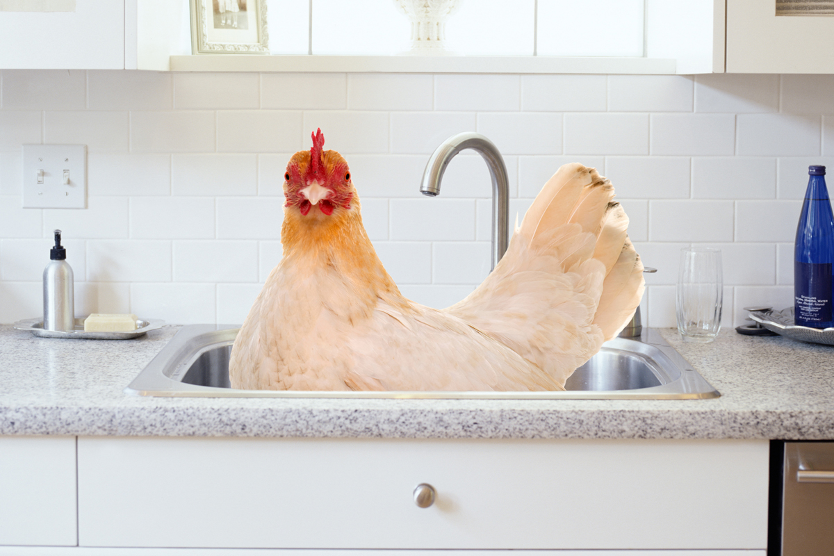 You Should Be Chicken to Wash Chicken IDEA Health & Fitness Association