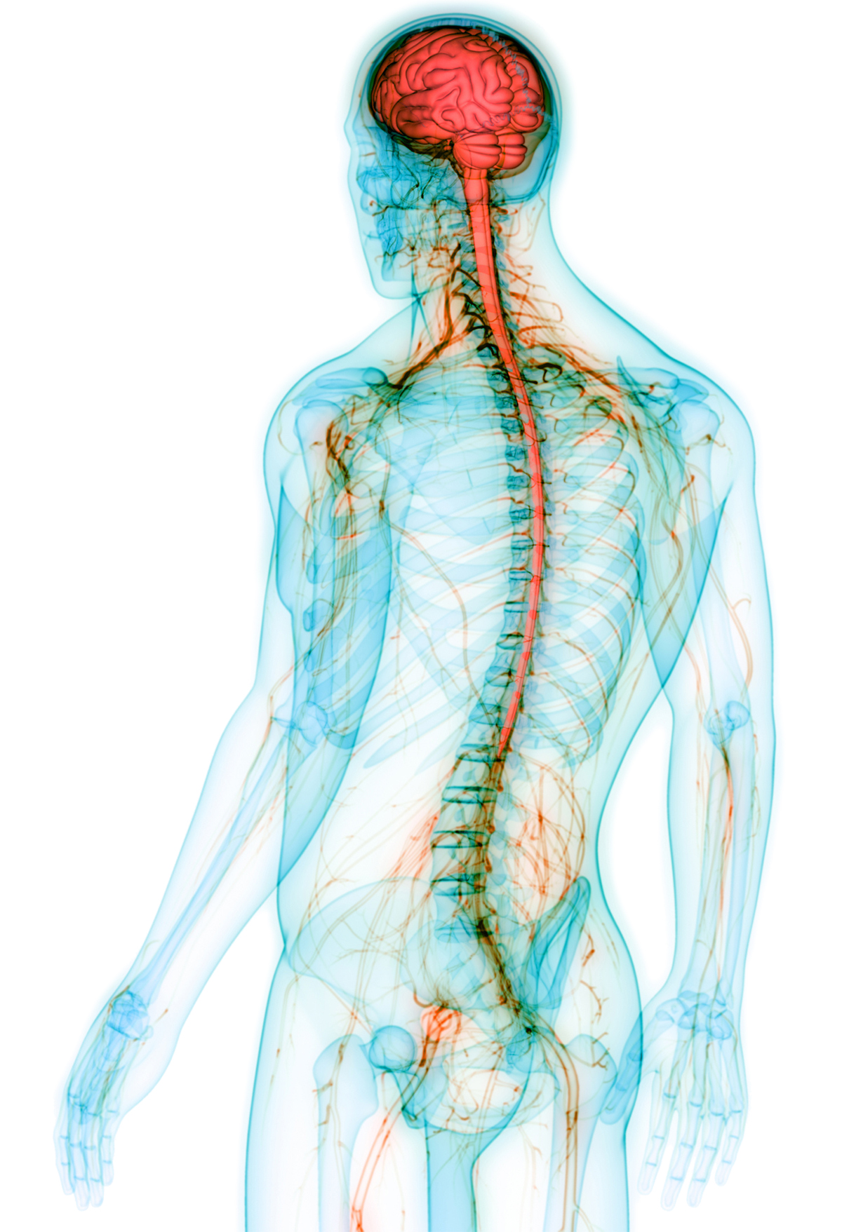 Nervous system anatomy
