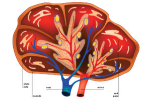 Spleen Anatomy