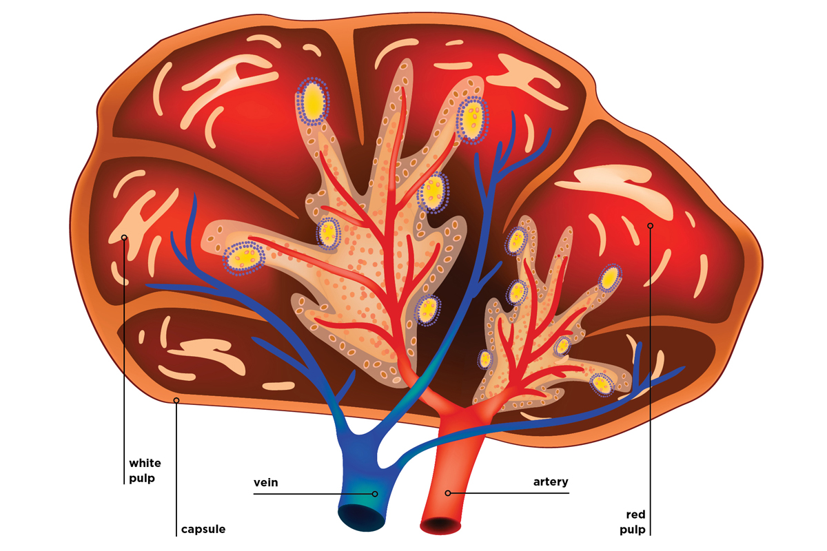 Spleen Anatomy Diagram