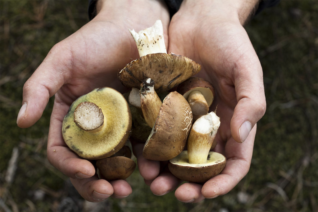 Mycoprotein