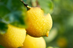 Citrus and vitamin C for muscle growth