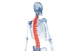 Skeletal anatomy of a healthy spine