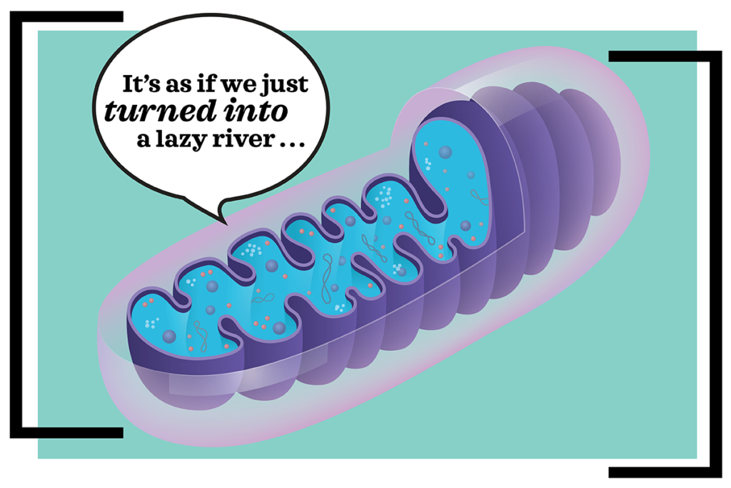 Calorie Restriction and Mitochondria