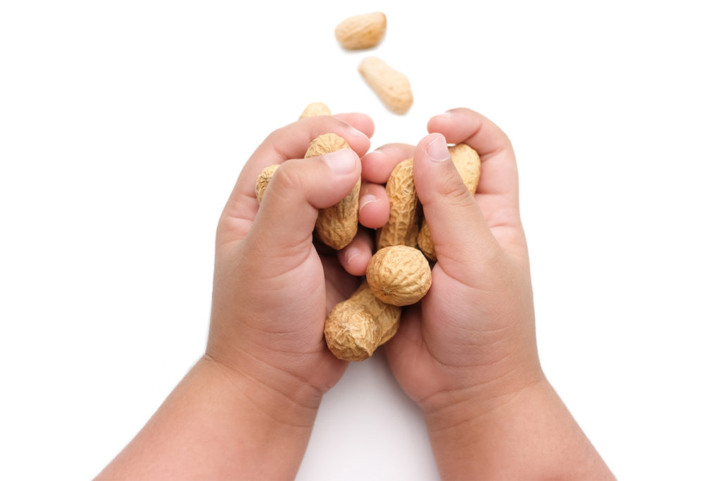 Hands holding peanuts