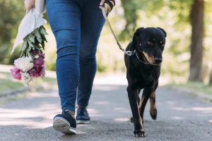 Person walking their dog to lower BMI