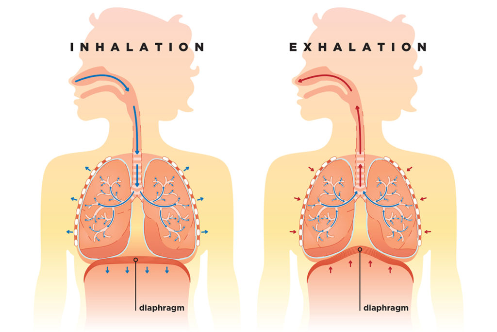 Diaphragm anatomy