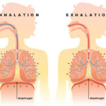 Diaphragm anatomy