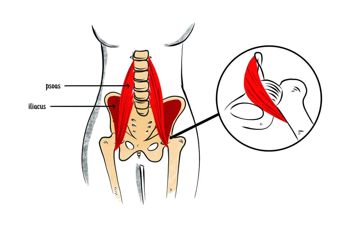 Iliacus + Psoas on Hip Joint