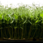 Planter full of microgreens
