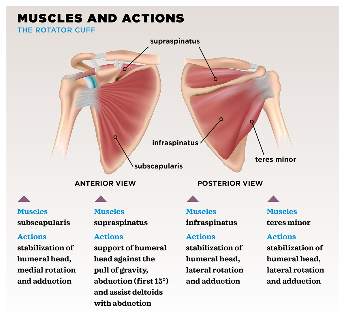 Training Muscles for Joint Stability - IDEA Health & Fitness