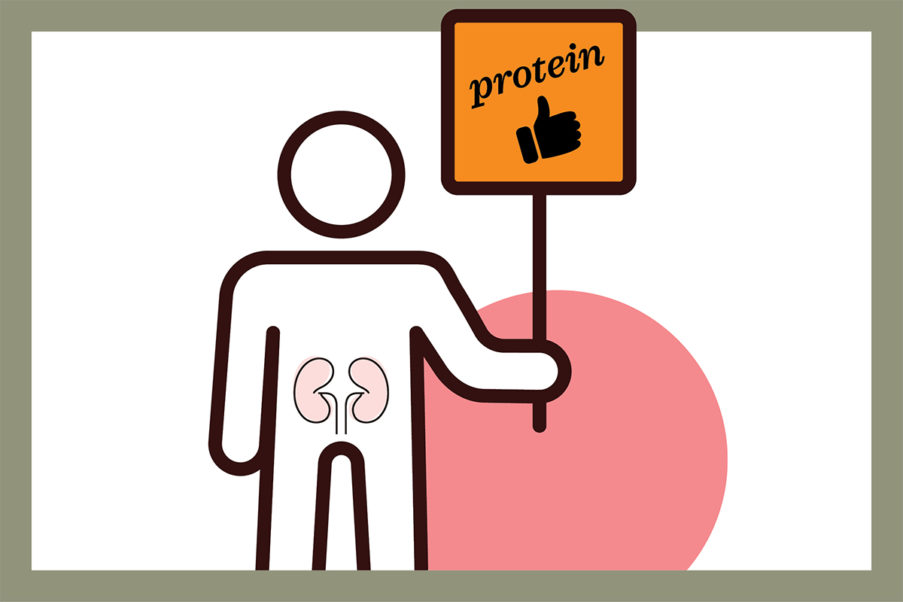 Graphic showing link between protein and kidneys