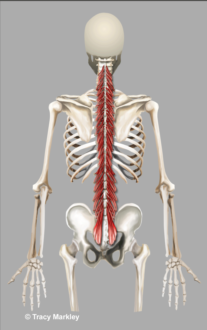 Multifidus Muscles