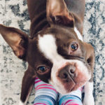 Dog looking up to represent pets and wellness
