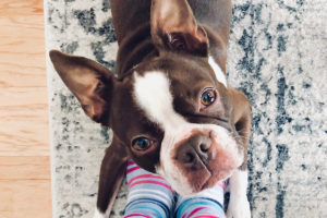 Dog looking up to represent pets and wellness