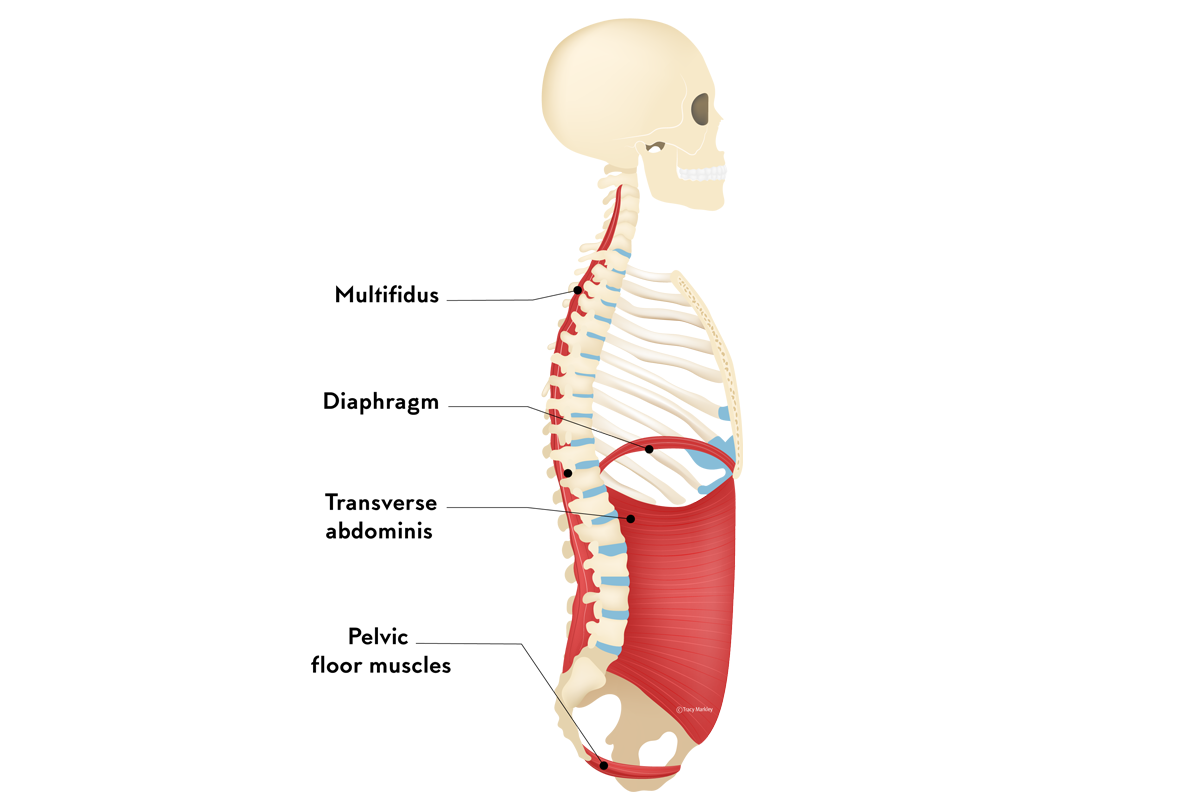 Spinal Stabilization Muscles