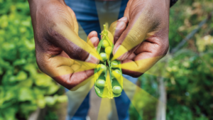 Regenerative farming