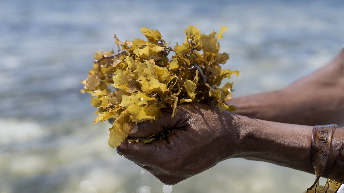 Hands holding seaweed