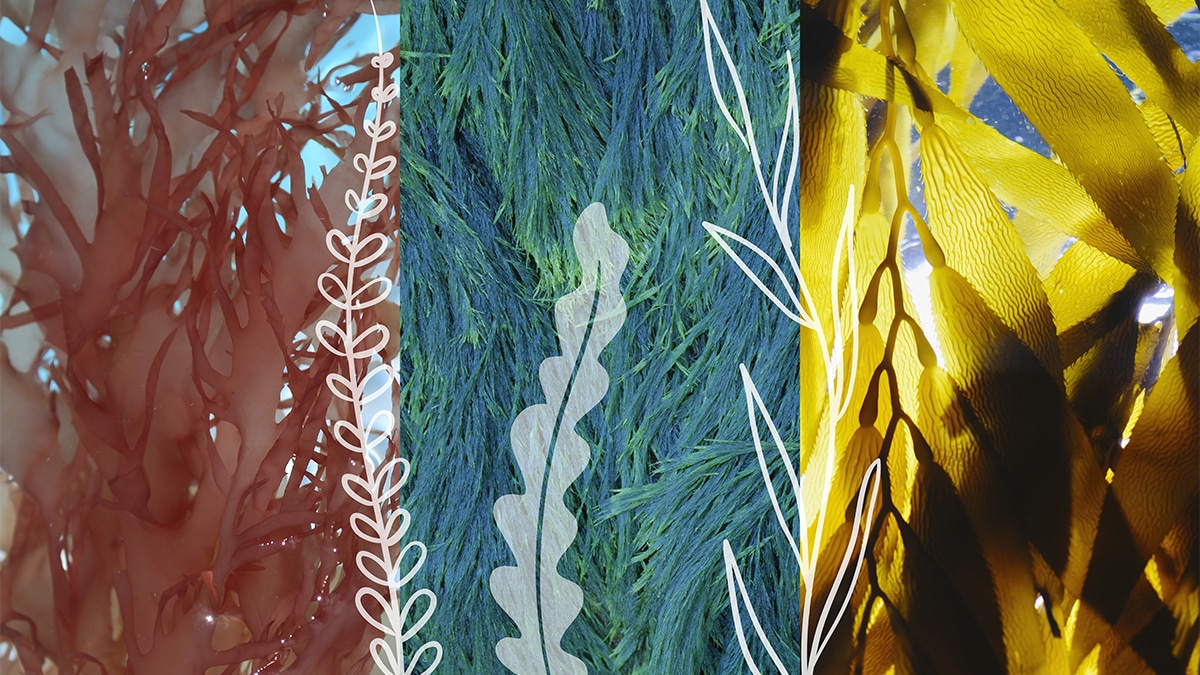 Sea Greens A New Look at an Ancient Staple IDEA