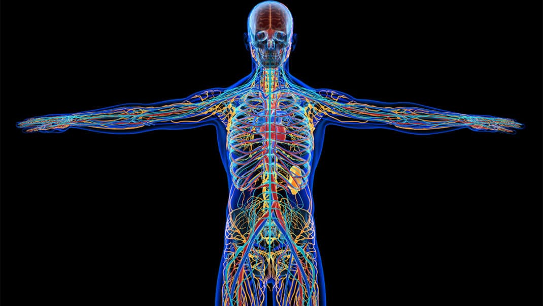 Graphic of human body to show chronic inflammation
