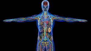 Graphic of human body to show chronic inflammation