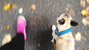 View of person's foot as they are walking faster with dog