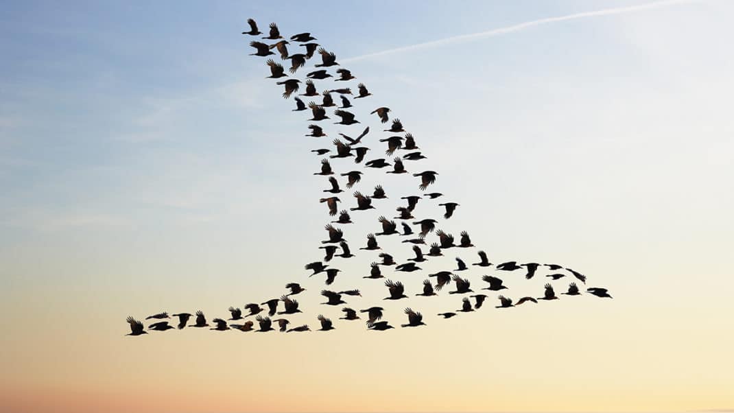 Birds flying in sky to represent building community