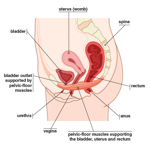Pelvic Floor