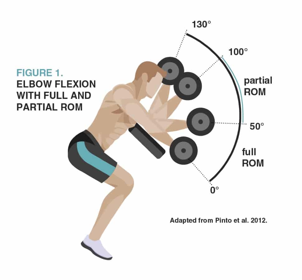 Barbell Curl vs Dumbbell Curl for Bicep Growth 6 bicep curl range of motion