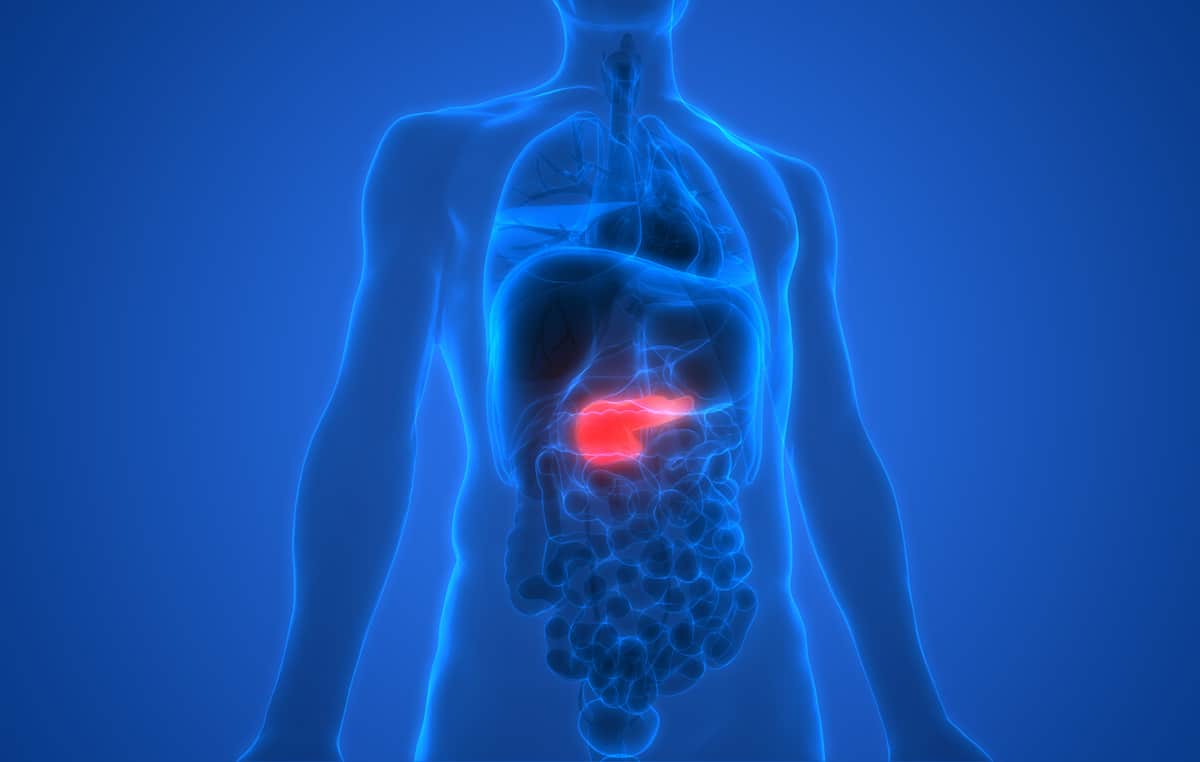 The Pancreas Two Glands in One IDEA Health & Fitness Association